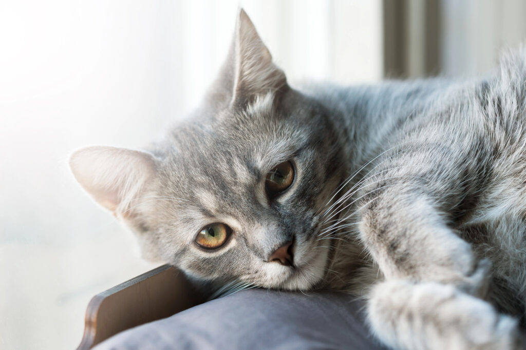Les problèmes urinaires chez nos chats