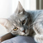 Les problèmes urinaires chez nos chats