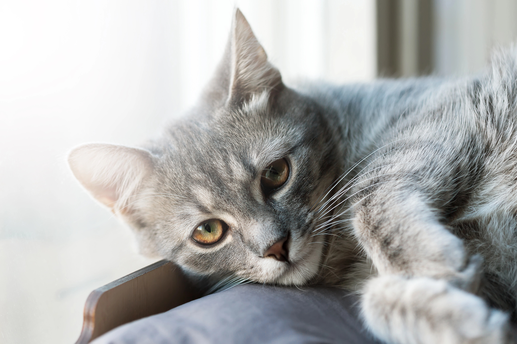 Les problèmes urinaires chez nos chats