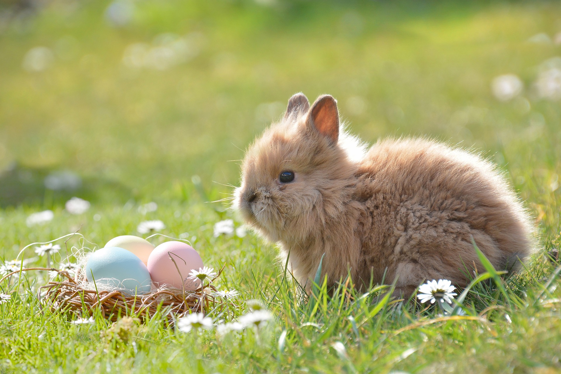 Poule, poussin ou chocolat ?
